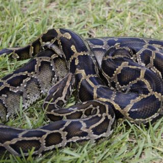 Burmese Python Facts and Pictures