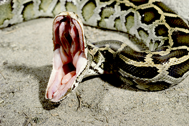 python teeth