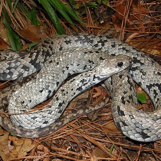 Southern Black Racer Facts and Pictures