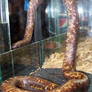 Calabar Python Facts and Pictures