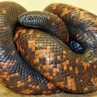 Calabar Python Facts and Pictures