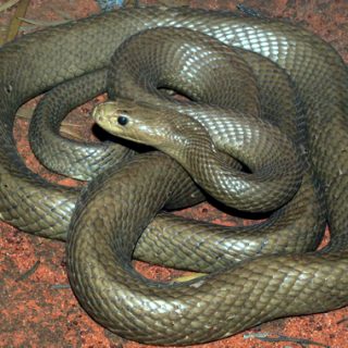 Central Ranges Taipan Facts and Pictures