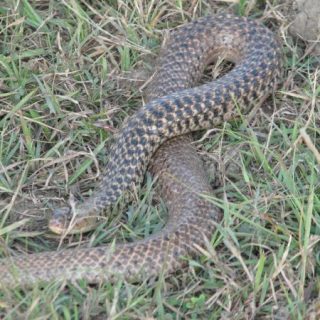 Checkered Keelback Facts and Pictures