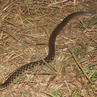 Checkered Keelback Facts and Pictures