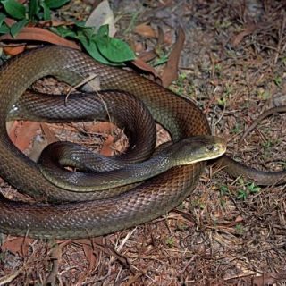 Coastal Taipan Facts and Pictures