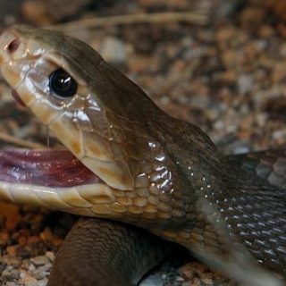 Coastal Taipan Facts and Pictures