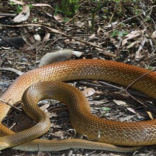 Coastal Taipan Facts and Pictures