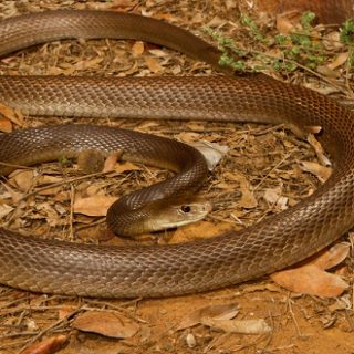 Coastal Taipan Facts and Pictures