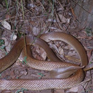 Coastal Taipan Facts and Pictures