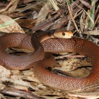 Coastal Taipan Facts and Pictures