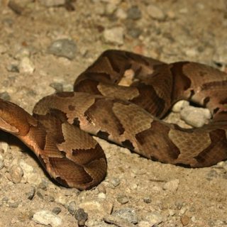 Copperhead Snake Facts and Pictures