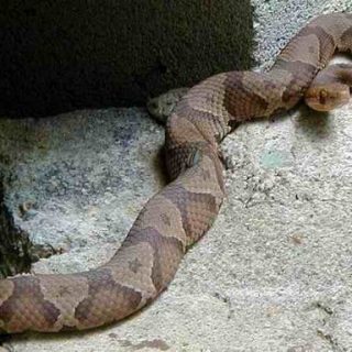 Copperhead Snake Facts and Pictures