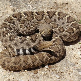 Western Diamondback Rattlesnake Facts and Pictures