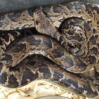 Cuban Boa Facts and Pictures