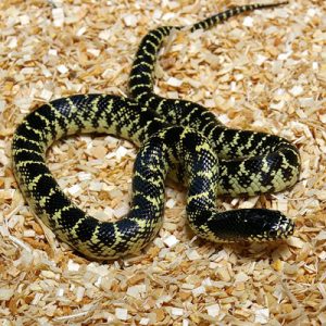 Desert Kingsnake Facts and Pictures