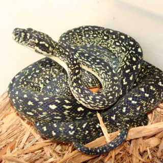 Diamond Python Facts and Pictures