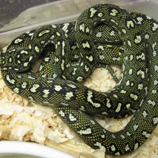 Diamond Python Facts and Pictures