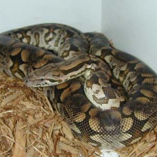 Dumeril's Boa Facts and Pictures