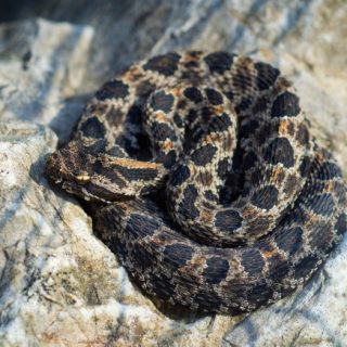 Dusky Pigmy Rattlesnake Facts and Pictures