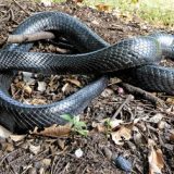 blue indigo snake photos