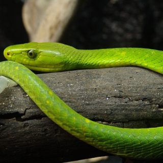 Eastern Green Mamba Facts and Pictures