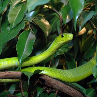 Eastern Green Mamba Facts and Pictures