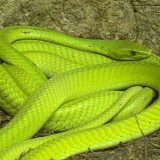 Eastern Green Mamba Facts and Pictures