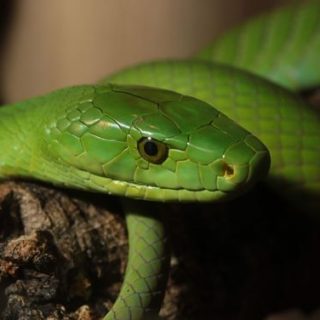 Eastern Green Mamba Facts and Pictures