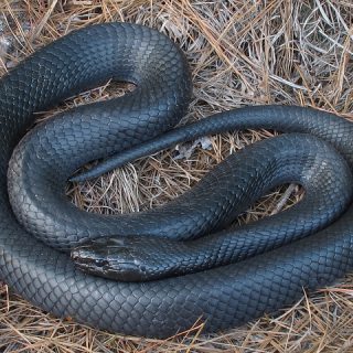 Indigo Snake Facts and Pictures