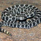 Massasauga Rattlesnake Facts and Pictures