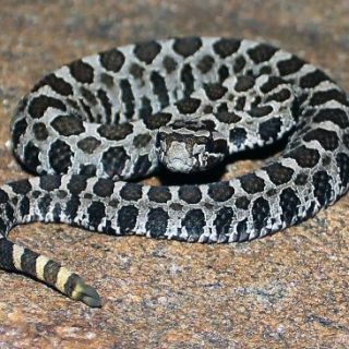 Massasauga Rattlesnake Facts and Pictures