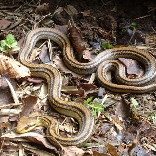 Japanese Striped Snake Facts and Pictures