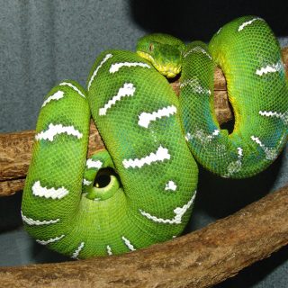 Emerald Tree Boa Facts and Pictures