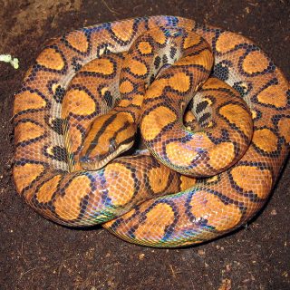 Rainbow Boa Facts and Pictures