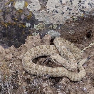 Midget Faded Rattlesnake Facts and Pictures