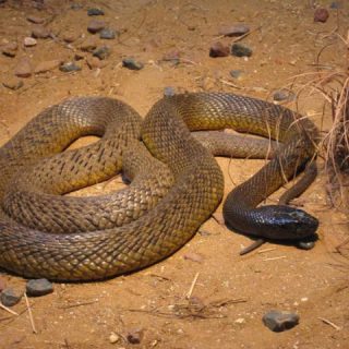 Inland Taipan Facts and Pictures