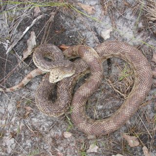 Pine Snake Facts and Pictures