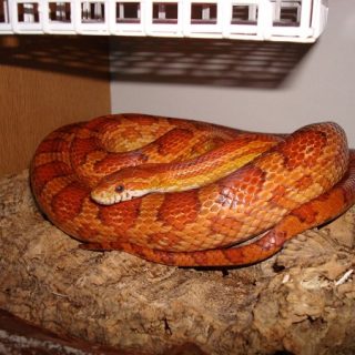 Corn Snake Facts and Pictures