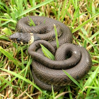 Texas Garter Snake Facts and Pictures