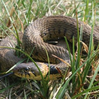 Grass Snake Facts and Pictures