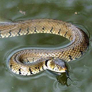 Grass Snake Facts and Pictures