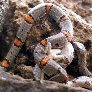 Grey-banded Kingsnake Facts And Pictures