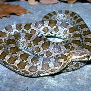 Great Plains Rat Snake Facts and Pictures