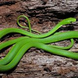 Rough Green Snake Facts And Pictures