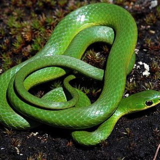 Smooth Green Snake Facts and Pictures