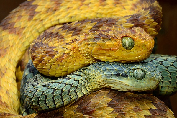 Spiny Bush Viper - Facts, Diet, Habitat & Pictures on