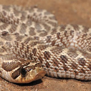 Western Hognose Snake Facts and Pictures