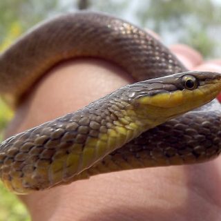 Himalayan Keelback Facts and Pictures