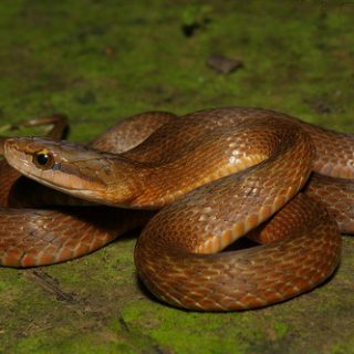 Himalayan Keelback Facts and Pictures