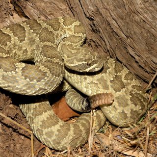 Hopi Rattlesnake Facts and Pictures